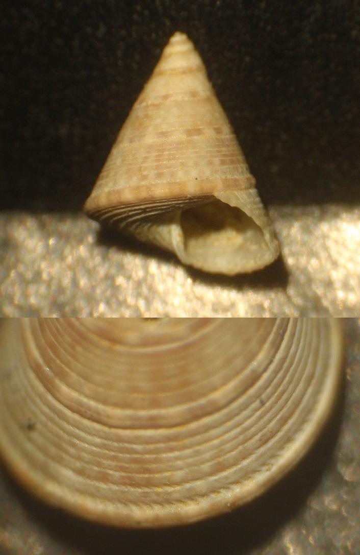 Trochidae